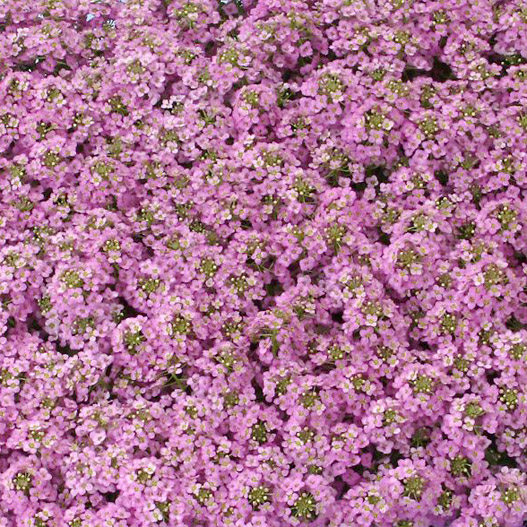 アリッサム　アルール シリーズ 