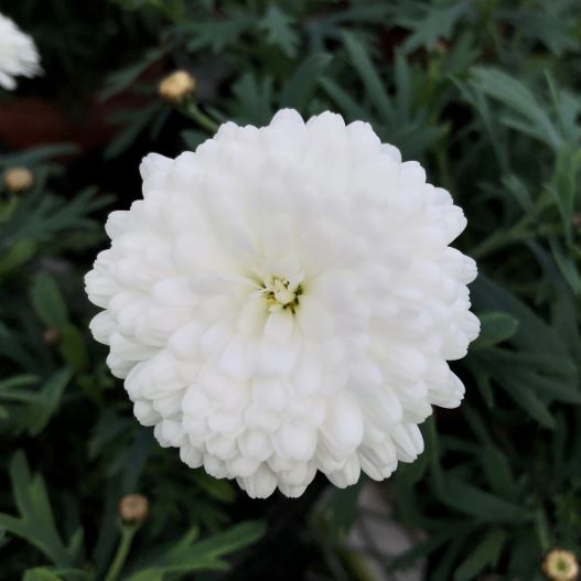 マーガレット　スフレ 