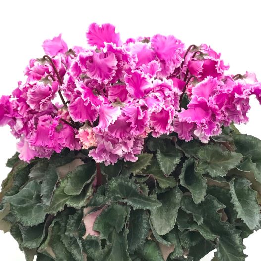 シクラメン　花色衣(はないろごろも) シリーズ 