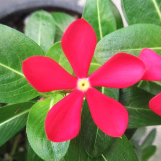 ビンカ　夏花火 