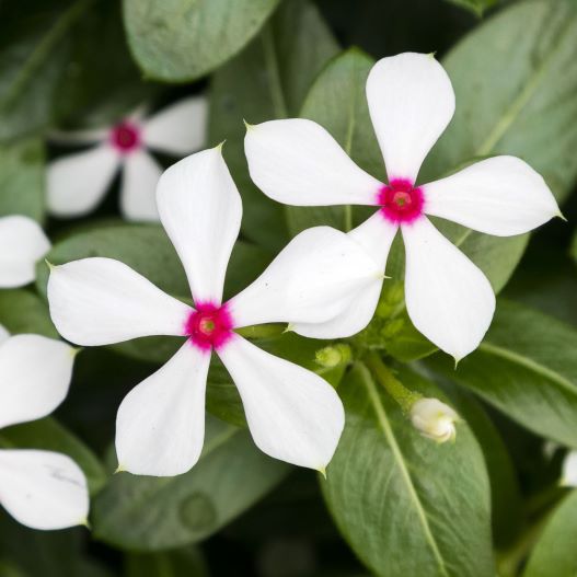 ビンカ　夏花火 