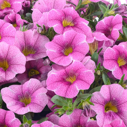 カリブラコア コリブリ シリーズ