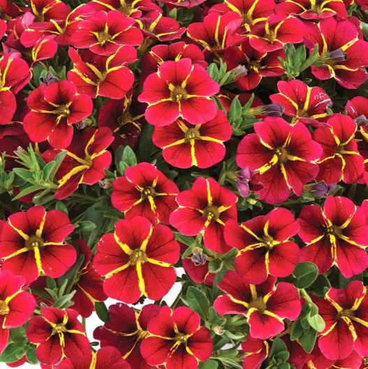 カリブラコア コリブリ シリーズ