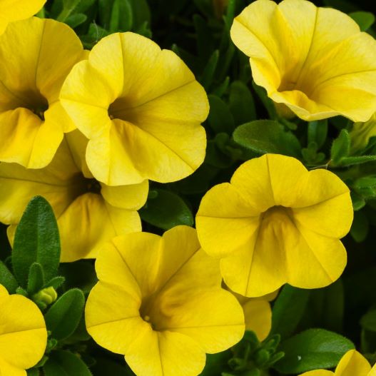 カリブラコア コリブリ シリーズ