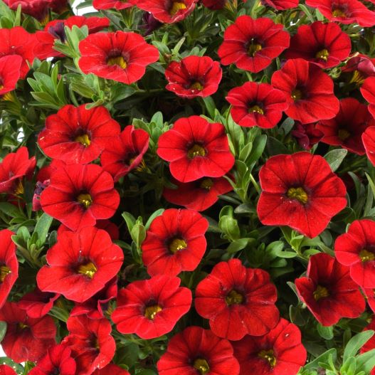 カリブラコア コリブリ シリーズ