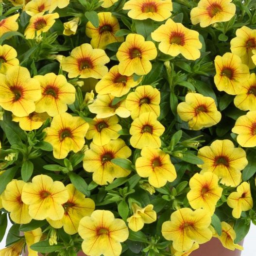 カリブラコア コリブリ シリーズ