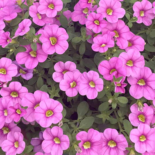 カリブラコア コリブリ シリーズ