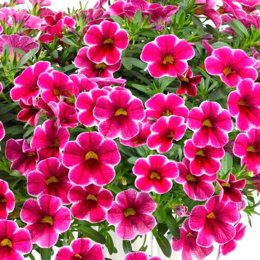 カリブラコア コリブリ シリーズ