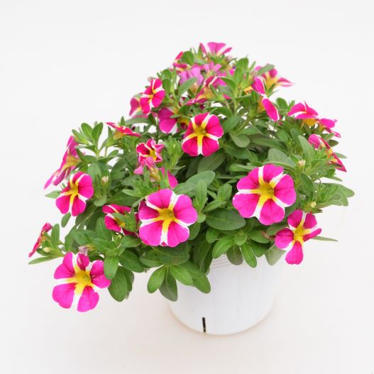 カリブラコア コリブリ シリーズ