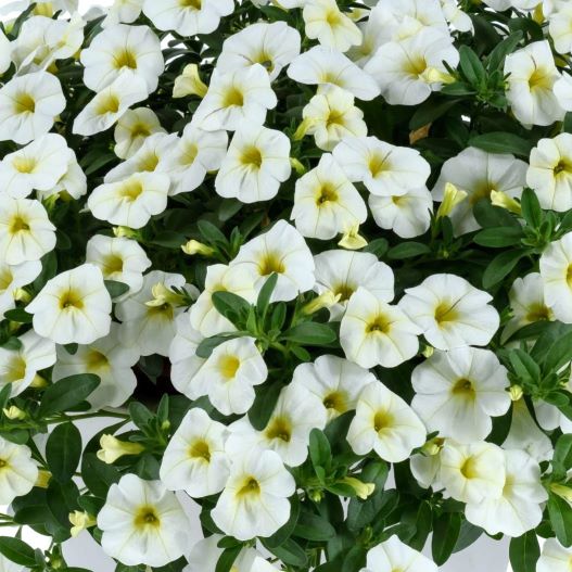 カリブラコア コリブリ シリーズ