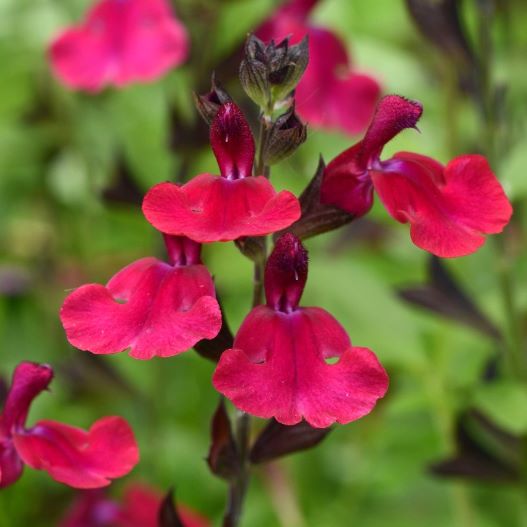 サルビア F1　ミラージュ 