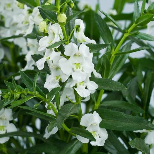 アンゲロニア　アロニア シリーズ 