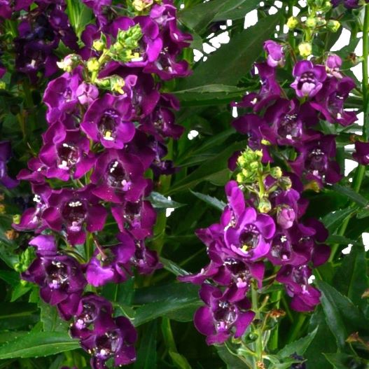 アンゲロニア　アロニア シリーズ 