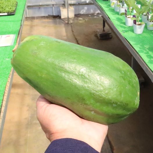 パパイヤ ハワイオウロ