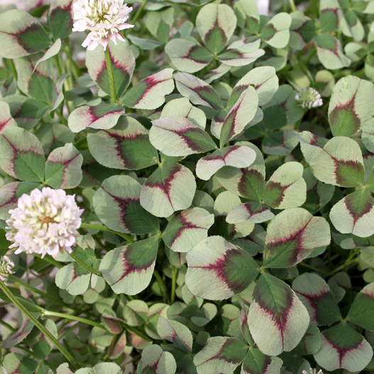 クローバー ティント 