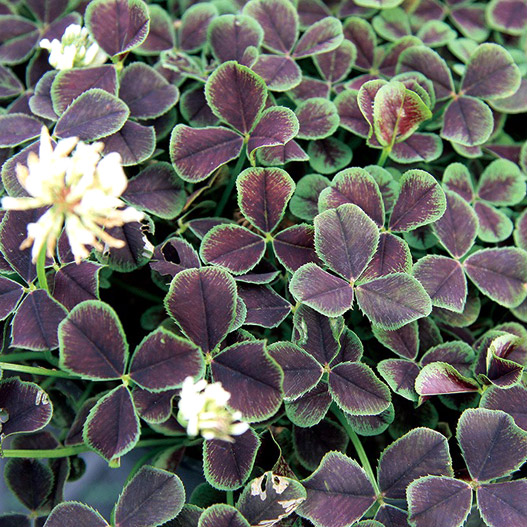 クローバー ティント 