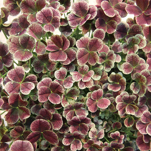 クローバー ティント 