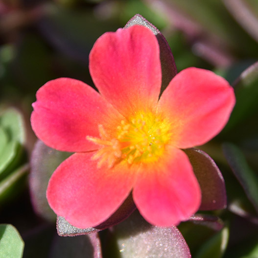 ポーチュラカ　ベーシック 