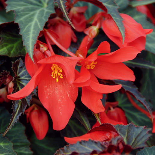 ベゴニア　サマーウィング 