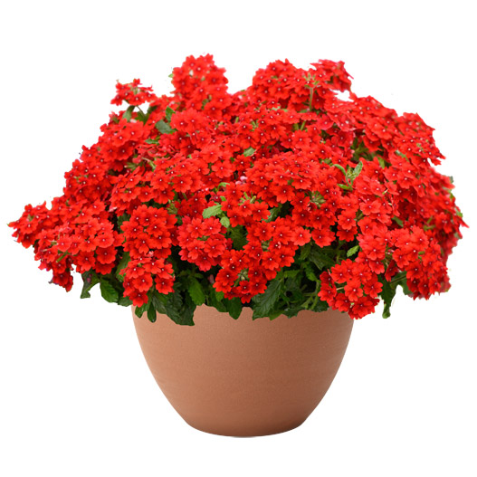 バーベナ　ヴァネッサ コンパクト 