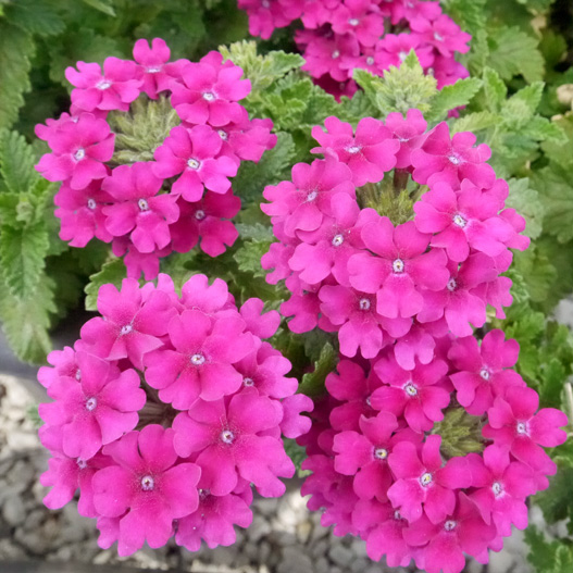 バーベナ　ヴァネッサ コンパクト 