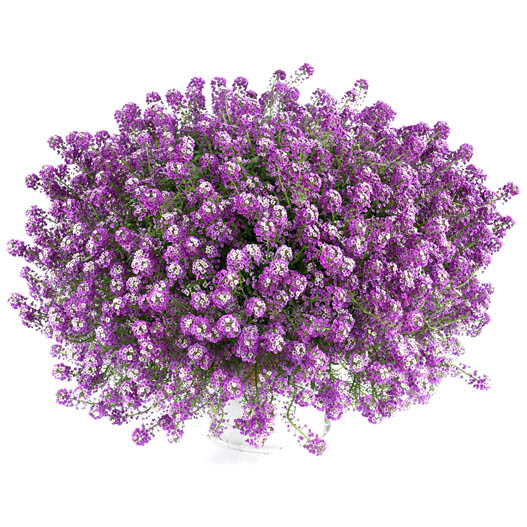 ロブラリア(アリッサム)　ストリーム 