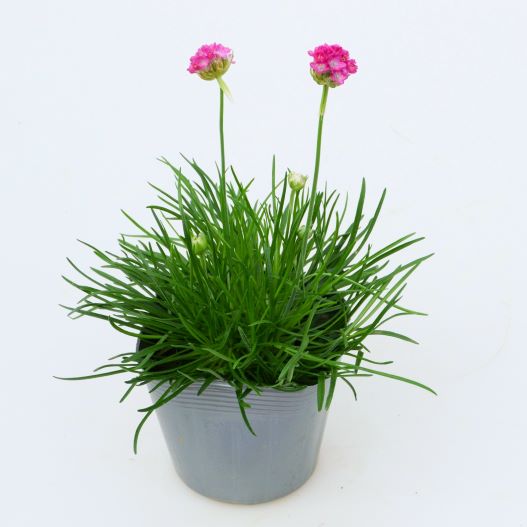 アルメリア アルマダ シリーズ