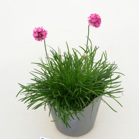 アルメリア アルマダ シリーズ