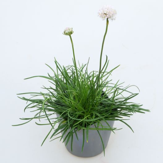 アルメリア アルマダ シリーズ