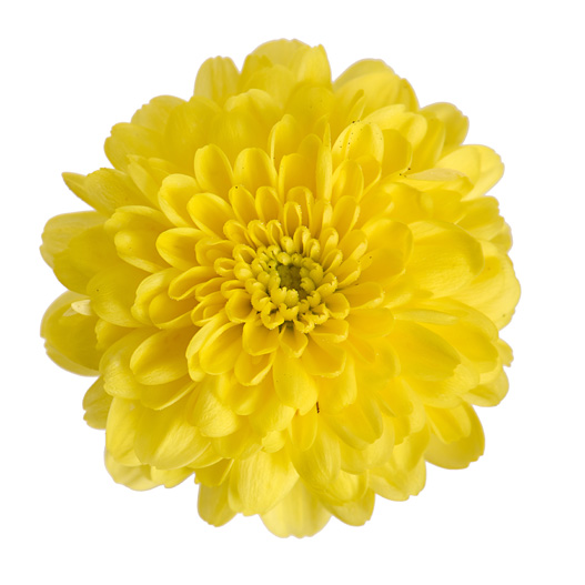 ガーデンマム　アレクシア シリーズ 