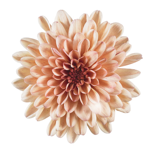 ポットマム　マウントオビスク シリーズ 