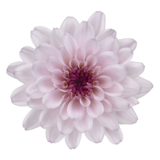 ポットマム　マウントオビスク シリーズ 