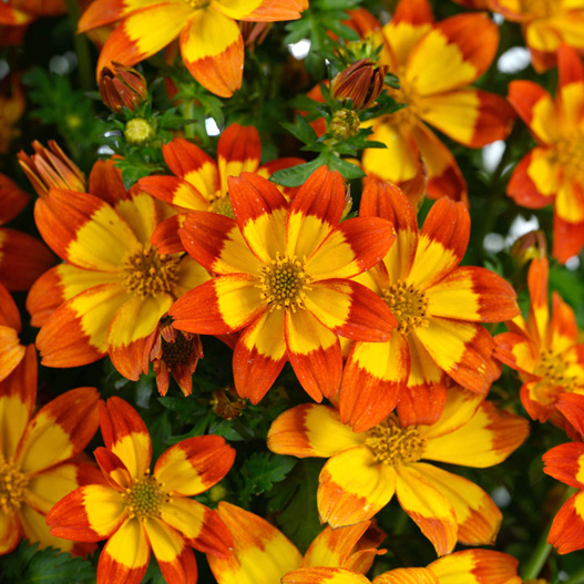 ビデンス　ブレイジングフレイム 