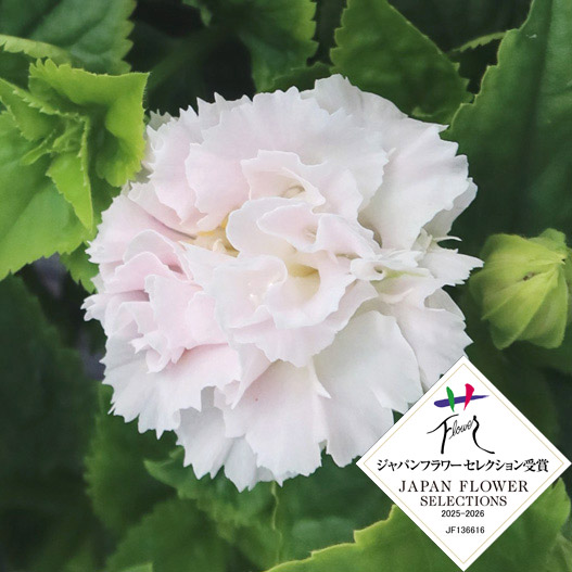 トレニア　セレスティア 