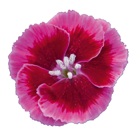 ダイアンサス　ディアンティカ 