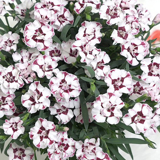 ダイアンサス　ディアンティカ 