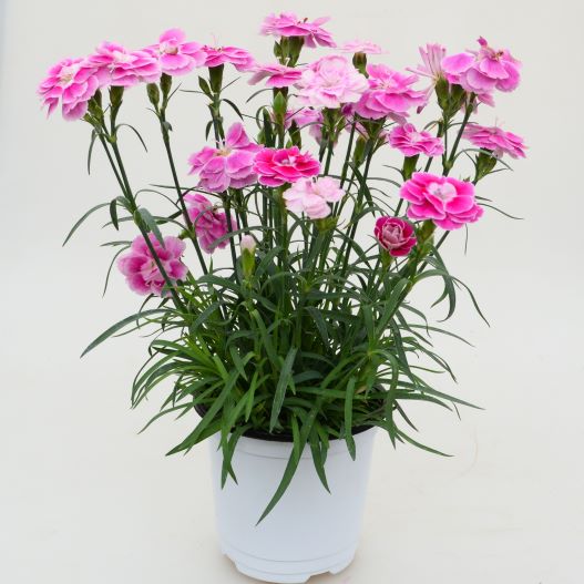 ダイアンサス　オーラ 