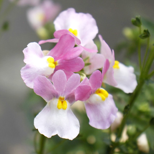 ネメシア　メロウ 