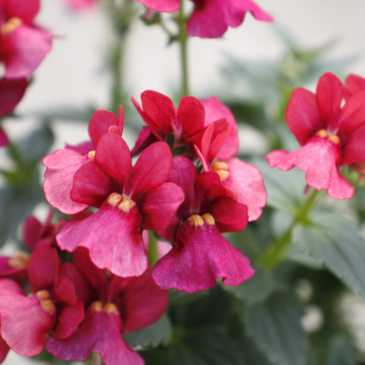 ネメシア　メロウ 