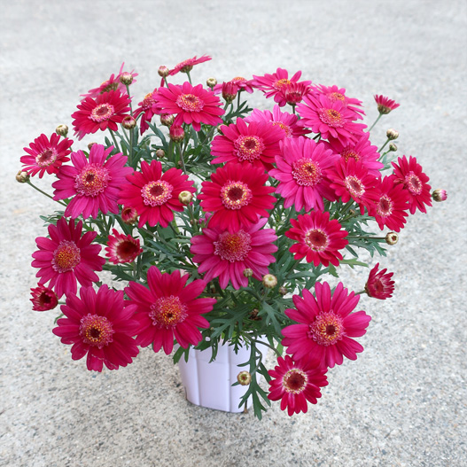 マーガレット　スマッシュ 