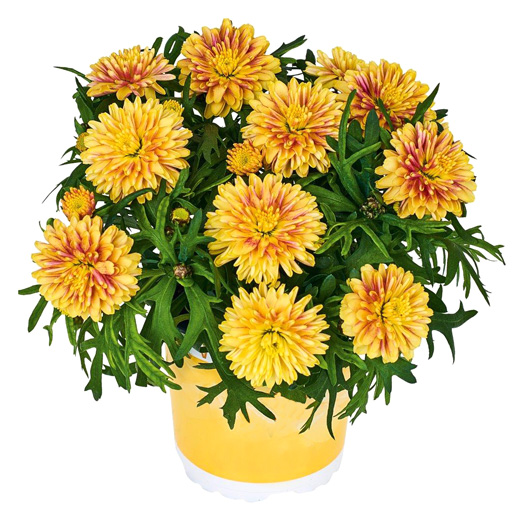 マーガレット　スマッシュ 