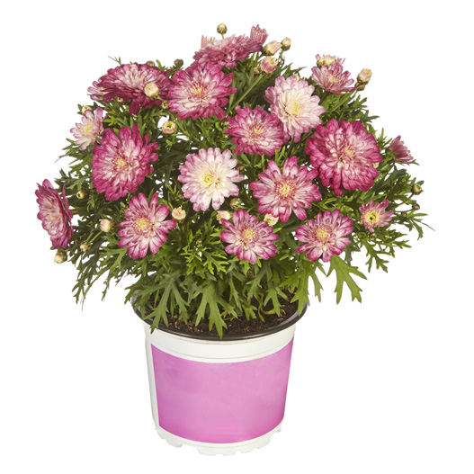 マーガレット　スマッシュ 