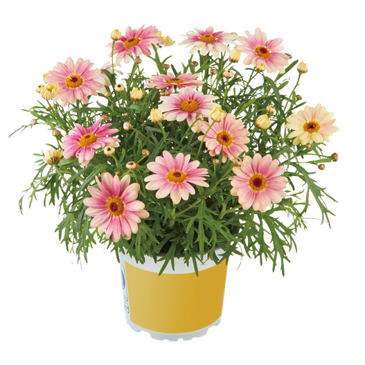 マーガレット　スマッシュ 