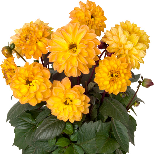 ダリア　テンプテーション 