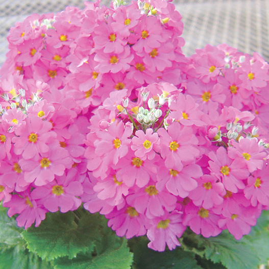 プリムラ マラコイデス　ニュー富士 