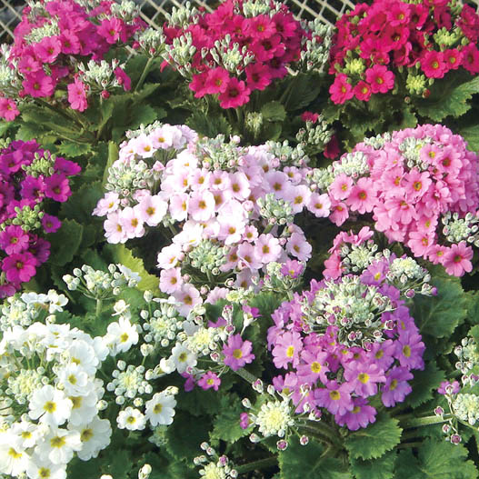 プリムラ マラコイデス　ニュー富士 