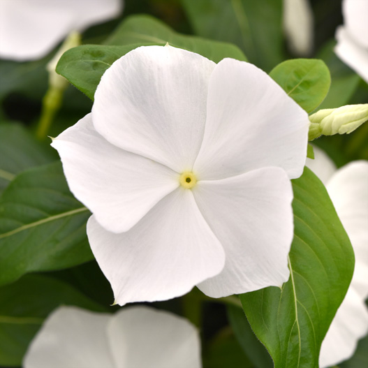 ビンカ F1　タイタニウム 