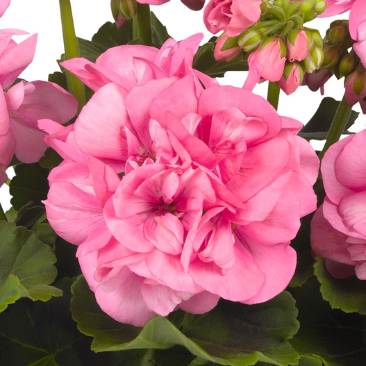 ゼラニウム　ビッグイーズ 