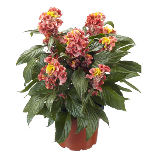 セロシア　ロイヤルバンザンテン シリーズ 