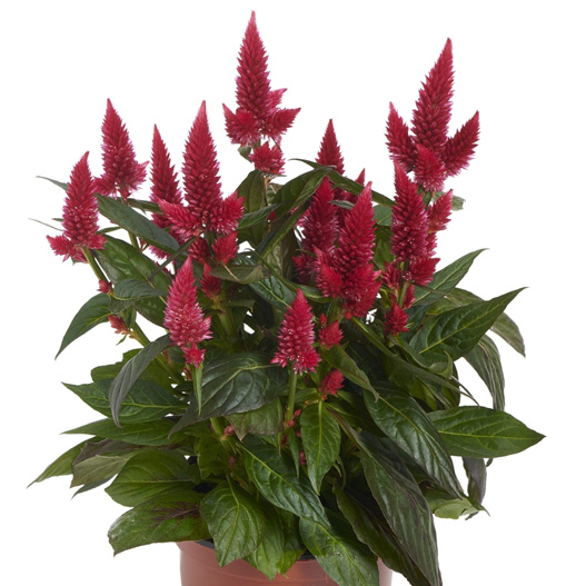 セロシア　ロイヤルバンザンテン シリーズ 